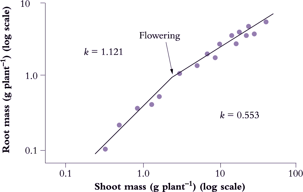 6 3 3 Allometry Plants In Action